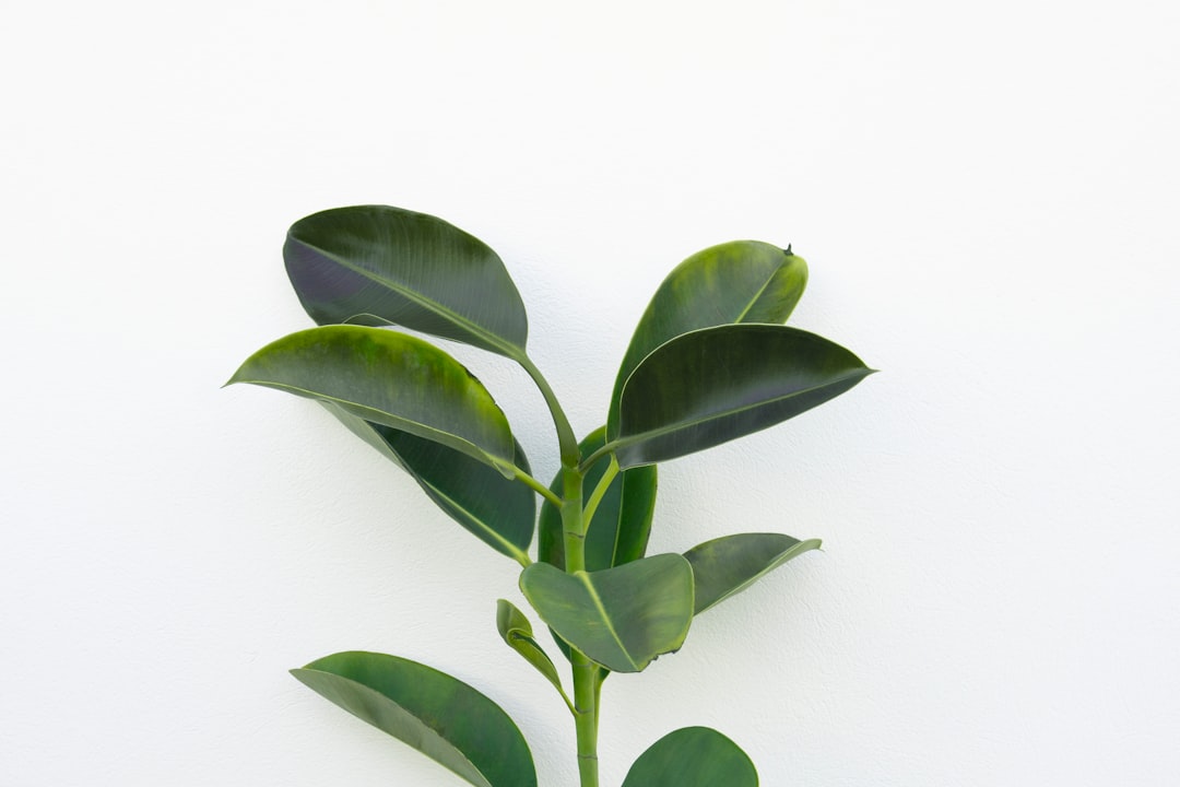 photo 1541540533799 d8f1ccf57bdbcropentropycstinysrgbfitmaxfmjpgixidM3wxNDA1NTd8MHwxfHNlYXJjaHwxOHx8Z3JlZW4lMjB3YWxsJTIwcGxhbnRzfGVufDF8MHx8fDE3NDM5MjYwMDJ8MAixlibrb 4.0.3q80w1080